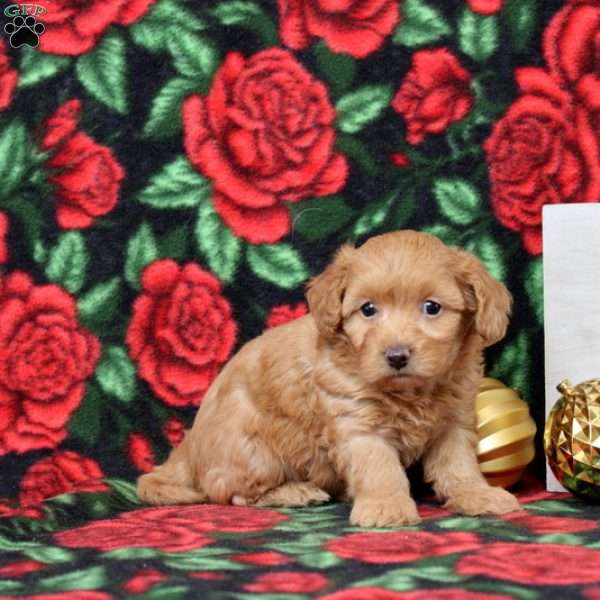 Kennidy, Morkie-Poo Puppy